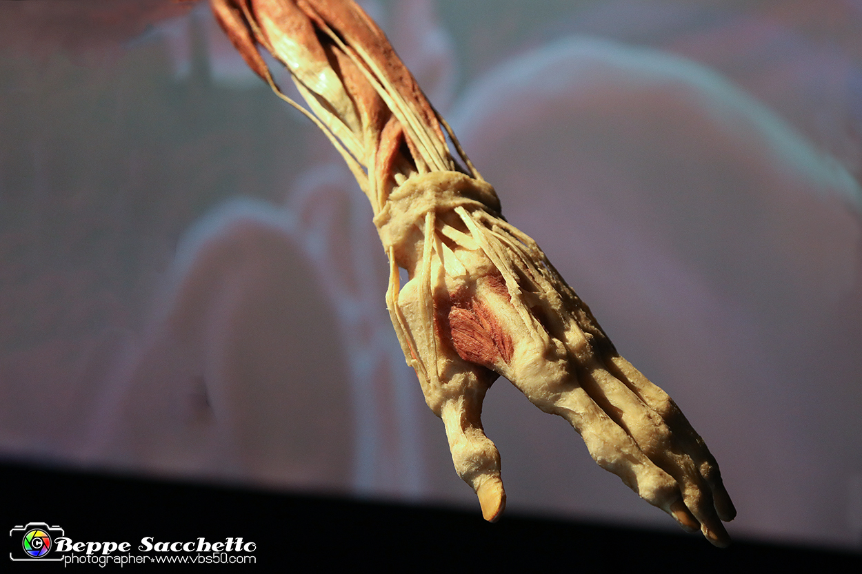 VBS_2820 - Mostra Body Worlds.jpg